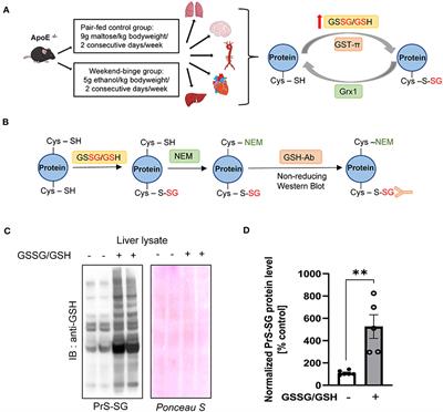 Alcohol Binge Drinking Selectively Stimulates Protein S-Glutathionylation in Aorta and Liver of ApoE−/− Mice